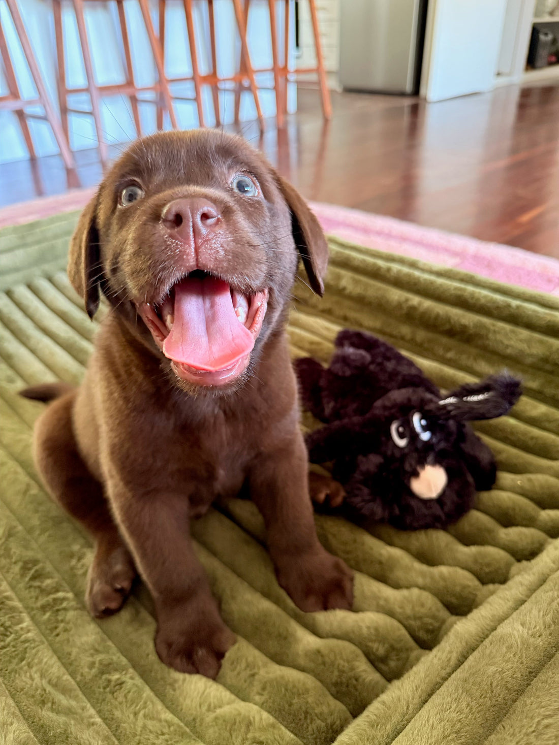The Best Toys for Labrador Puppies (And Which Ones Don't Last)