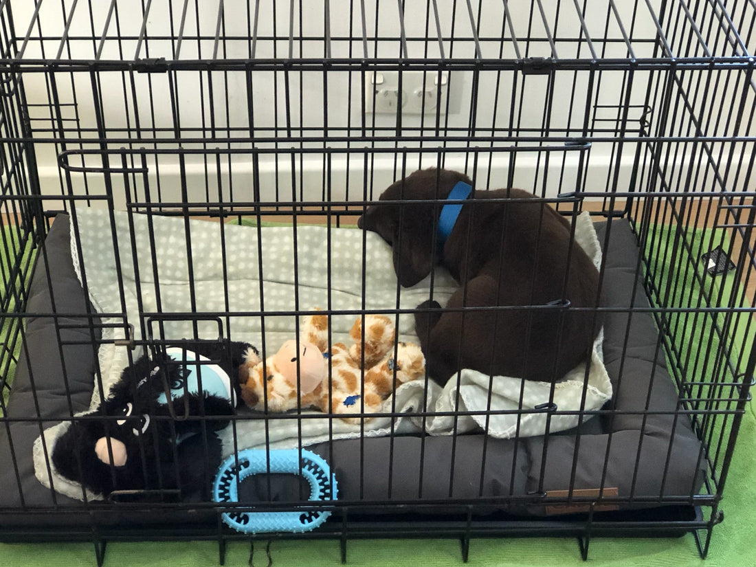 What Size Crate Does a Labrador Need?