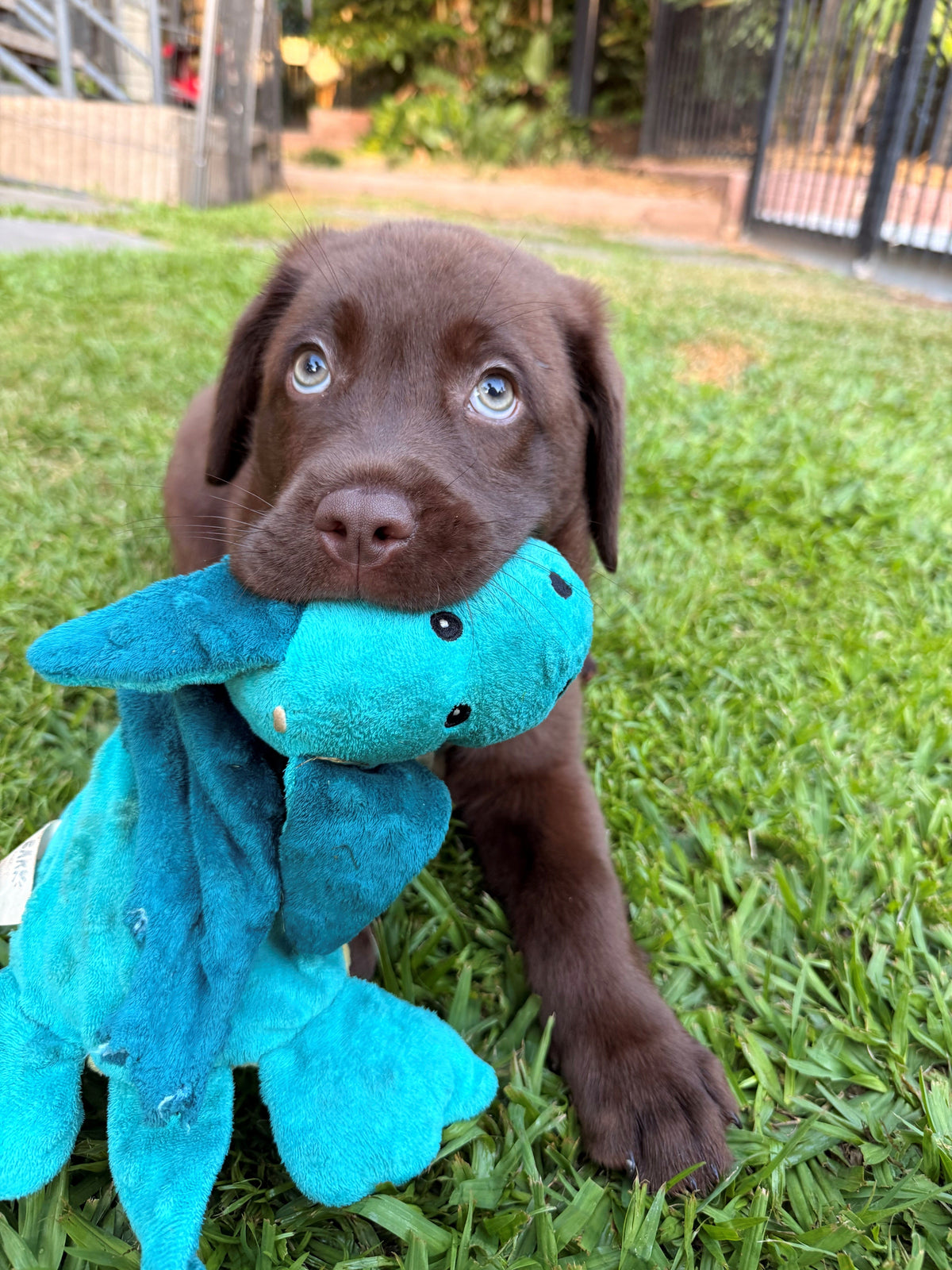 Chocolate Labrador puppy holding a blue toy on the grass.
