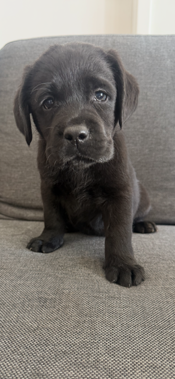 How to Stop a Labrador Puppy Chewing Everything