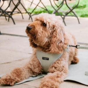 Cocopup London Sage Tweed Adjustable Dog Harness