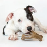 Benebone Bacon Puppy Wishbone – Medium