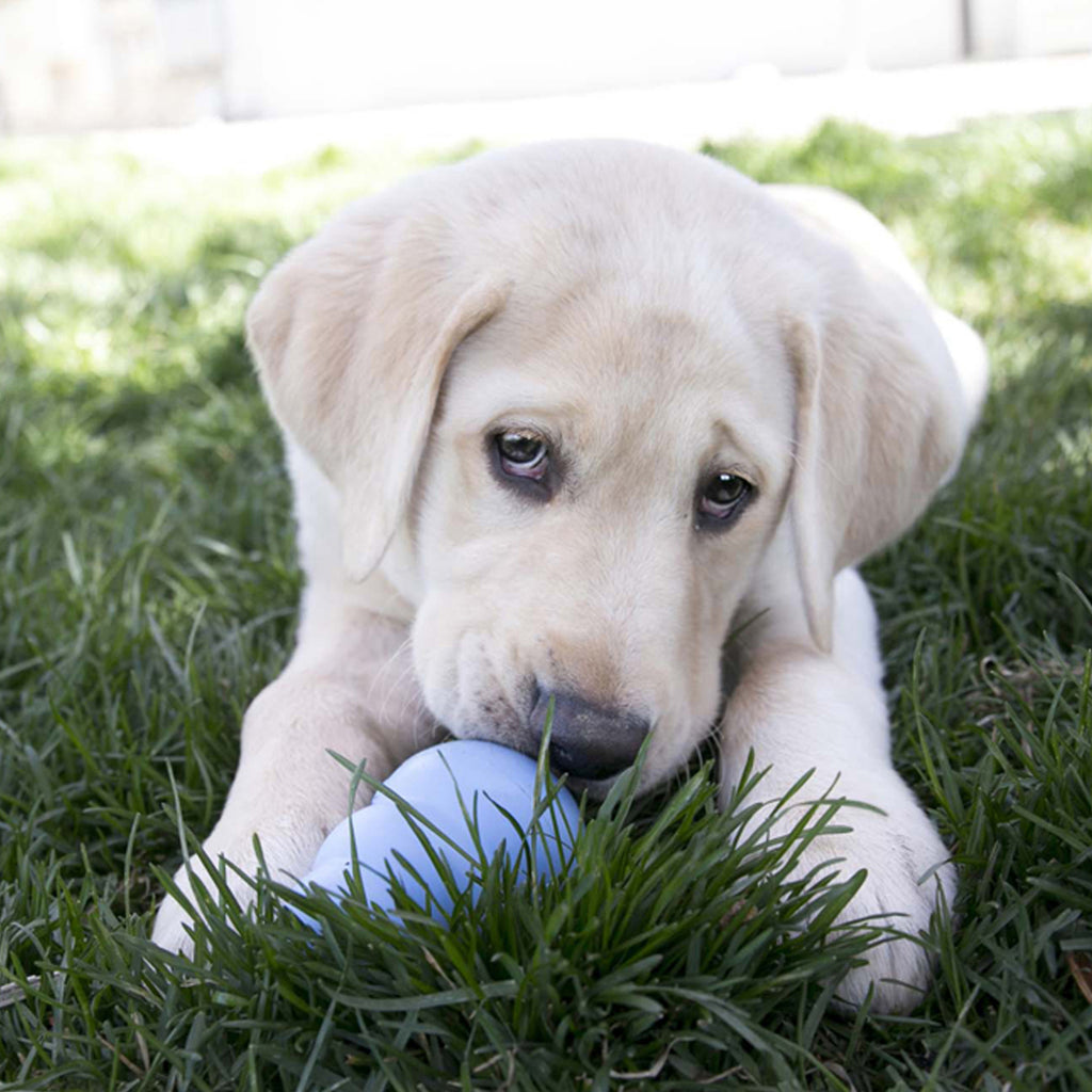 KONG Puppy Large – Soft Rubber Teething & Treat Toy