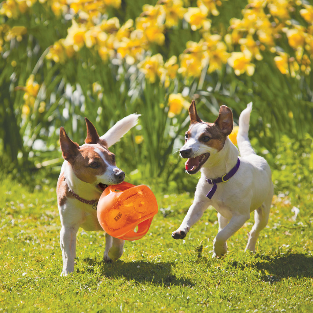 KONG Jumbler Ball Large/XL – Squeaky Interactive Dog Toy